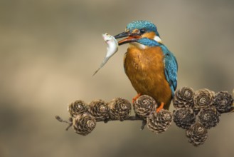 Common Kingfisher (Alcedo atthis) male perched on a branch with a fish in its beak, Lower Saxony,
