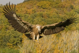 Griffon Vulture (Gyps fulvus), adult landing with open wings, Castilla Leon, Spain