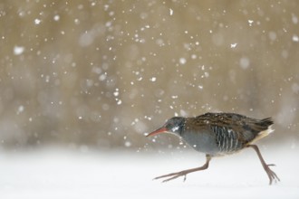 Water Rail (Rallus aquaticus) running on ice, Netherlands
