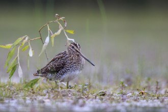 Common Snipe (Gallinago gallinago) foraging, North Rhine-Westphalia, Germany