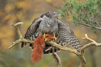 Northern Goshawk (Accipiter gentilis) female with captured squirrel, Baden-Wuerttemberg, Germany