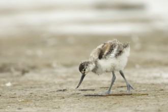 Pied Avocet (Recurvirostra avosetta) chick foraging, Texel, Netherlands