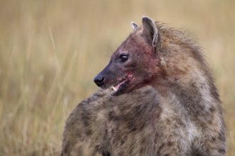 Spotted Hyena (Crocuta crocuta) with blood-smeared face, Sabi Sands, South Afrika