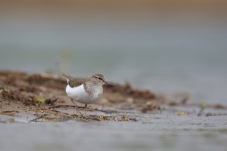 Common Sandpiper (Actitis hypoleucos) foraging, North Rhine-Westphalia, Germany