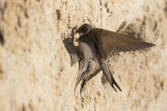 Sand Martin (Riparia riparia) building nest hole, North Rhine-Westphalia, Germany