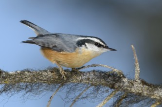 Red-breasted Nuthatch (Sitta canadensis), Alaska, USA