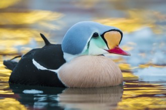 King Eider (Somateria spectabilis) male, Finnmark, Norway