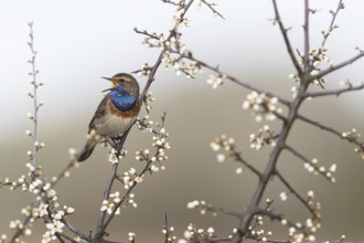 Bluethroat (Luscinia svecica cyanecula) male singing from branch, Mecklenburg-Western Pomerania,