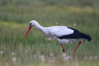 White Stork (Ciconia ciconia) male foraging, North Rhine-Westphalia, Germany