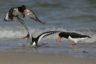 Austernfischer 3 Vögel streiten sich am Strand, am Spülsaum; Nordseeküste, Düne von Helgoland, lat.