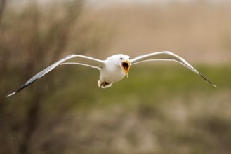 Caspian Gull (Larus cachinnans) calling in flight, Romania