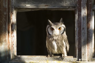 Southern White-faced Owl (Ptilopsis granti) captive, Germany