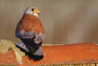Lesser Kestrel (Falco naumanni) male, Extremadura, Spain