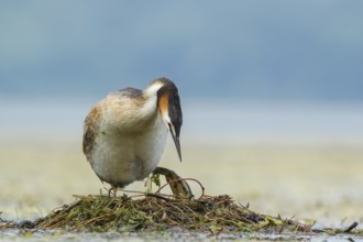 Great Crested Grebe (Podiceps cristatus) on nest, Piedmont, Italy