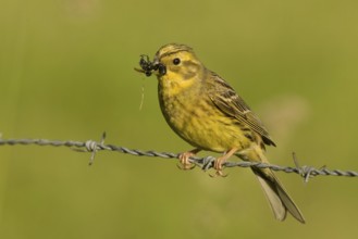 Yellowhammer (Emberiza citrinella), Lower Saxony, Germany