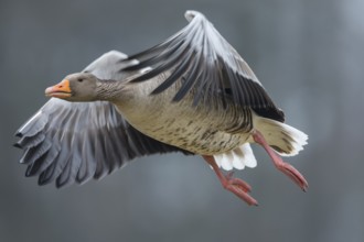 Greylag Goose (Anser anser) flying, Lower Saxony, Germany
