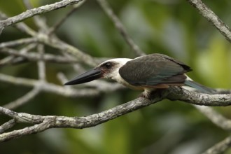 Great-billed Kingfisher (Pelargopsis melanorhyncha) perched on a branch, North Sulawesi, Indonesia