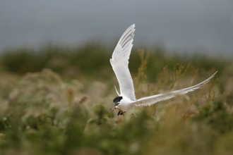 Sandwich Tern (Thalasseus sandvicensis) flying with fish in its beak, Farne Islands, United Kingdom