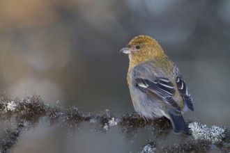 Pine Grosbeak - Hakengimpel - Pinicola enucleator, Finland
