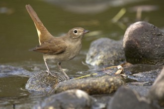 Common Nightingale (Luscinia megarhynchos), Castile-La Mancha, Spain