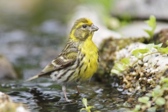 European Serin (Serinus serinus) male at little stream, Mecklenburg-Western Pomerania, Germany