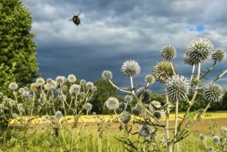 Erdhummel (Bombus terrestris) fliegt über Drüsenblättrige Kugeldistel (Echinops sphaerocephalus),