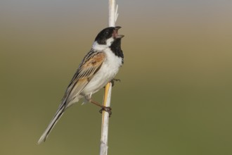 Reed Bunting - Rohrammer - Emberiza schoeniclus ssp. pyrrhuloides, Kazakhstan, adult male