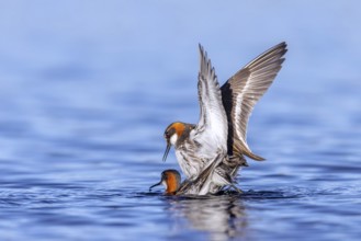 Red-necked phalarope, northern phalarope (Phalaropus lobatus) male and female couple in breeding