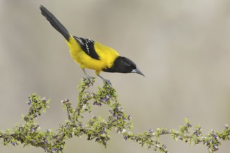 Audubon's Oriole (Icterus graduacauda), Texas, USA