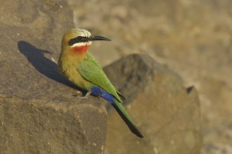 White-fronted Bee-eater (Merops bullockoides), Botswana