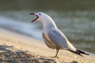 Audouin's Gull (Ichthyaetus audouinii) calling, Mallorca, Spain