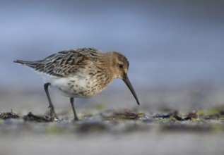 Dunlin (Calidris alpina), Mecklenburg-Western Pomerania, Germany