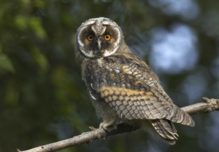 Long-eared Owl (Asio otus), Mecklenburg-Western Pomerania, Germany