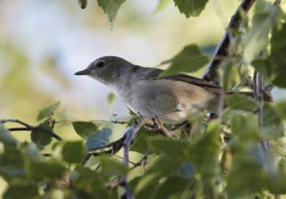 Garden Warbler (Sylvia borin), Mecklenburg-Western Pomerania, Germany