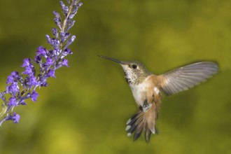 Rufous Hummingbird (Selasphorus rufus) female, British Columbia, Canada