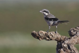 Southern Grey Shrike (Lanius meridionalis), Extremadura, Spain