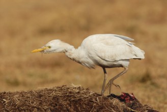 Western Cattle Egret (Bubulcus ibis)