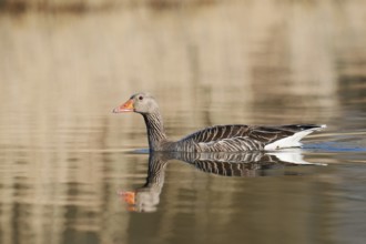 Greylag goose (Anser anser), swimming, North Rhine-Westphalia, Germany
