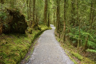 A winding path runs through a lush forest full of huge, mossy trees, summer, Lake Matheson, Fox