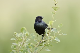Purple Blackbird (Euphagus cyanocephalus), singing male, Waterton Lakes National Park, Alberta,