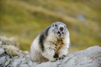 Alpine marmot (Marmota marmota), Hohe Tauern National Park, Austria
