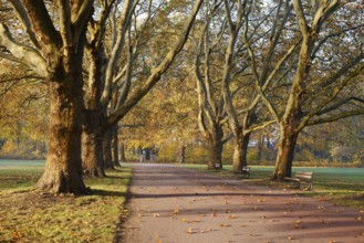Path and common plane tree or Platanus × acerifolia (Platanus x hispanica, Platanus × acerifolia,