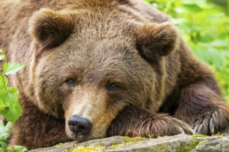 Brown bear (Ursus arctos) lying on a rock, portrait, Bavaria, Germany
