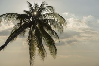 Palm tree against the light, heart-shaped sun, Koh Mook Island, Satun Province, Southern Thailand,