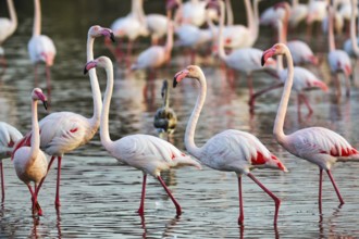 Pink flamingos (Phoenicopterus roseus), walking in the pond, Pont de Gau Bird Park,