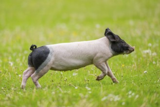 Swabian-Hall swine (Schwäbisch-Hällisches Landschwein) running over a meadow, Germany