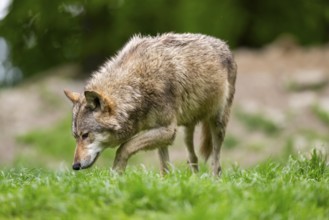 Eastern wolve (Canis lupus lycaon) standing on a meadow, Bavaria, Germany