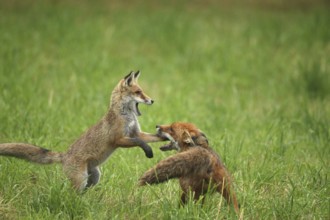Red fox (Vulpes vulpes) male and weaned young playing on a mown meadow in light rain, Allgäu,