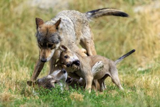Wolf family with playing puppies in natural environment on grass, Timber wolf, wolf, American wolf,