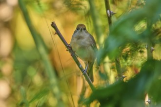 Blackcap (Sylvia atricapilla), female, sitting attentively on a branch in the natural environment,